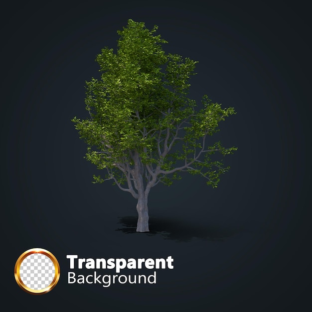 Árvore realista transparente com uma imagem isolada de uma única árvore isométrica png