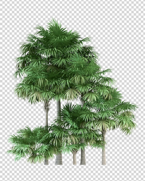 PSD Árvore tropical isolada em renderização 3d