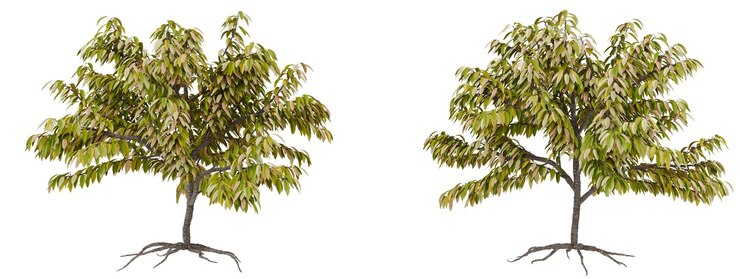 PSD árvore verde 3d com raízes isoladas em fundo transparente