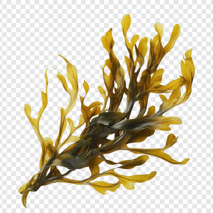 PSD as algas douradas: uma visão de perto da flora oceânica