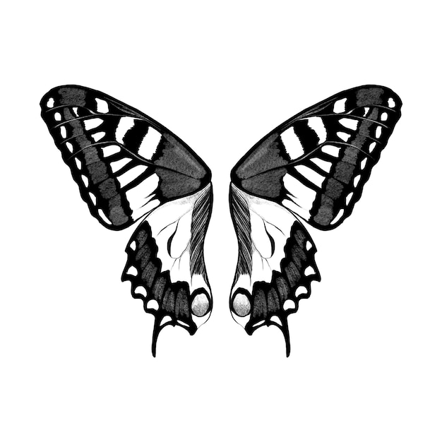 asas de borboleta gigante