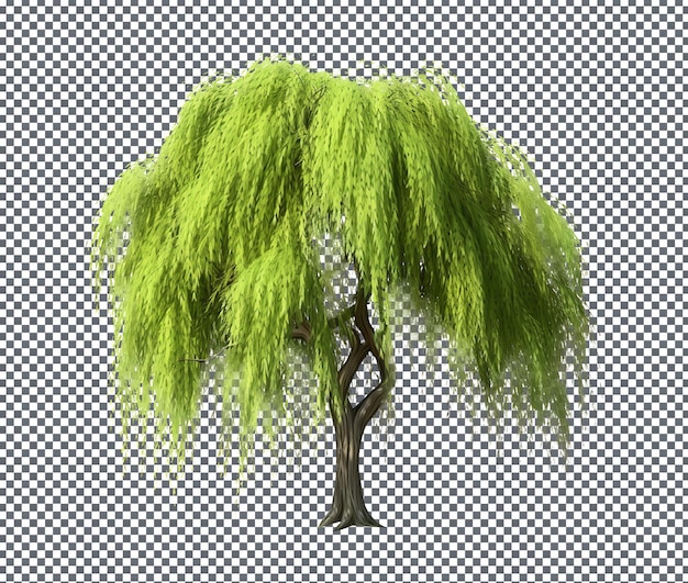 Así que Elegant Willow 3d aislado en un fondo transparente