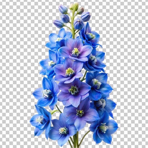 Así que Pretty Delphinium en el fondo transparente
