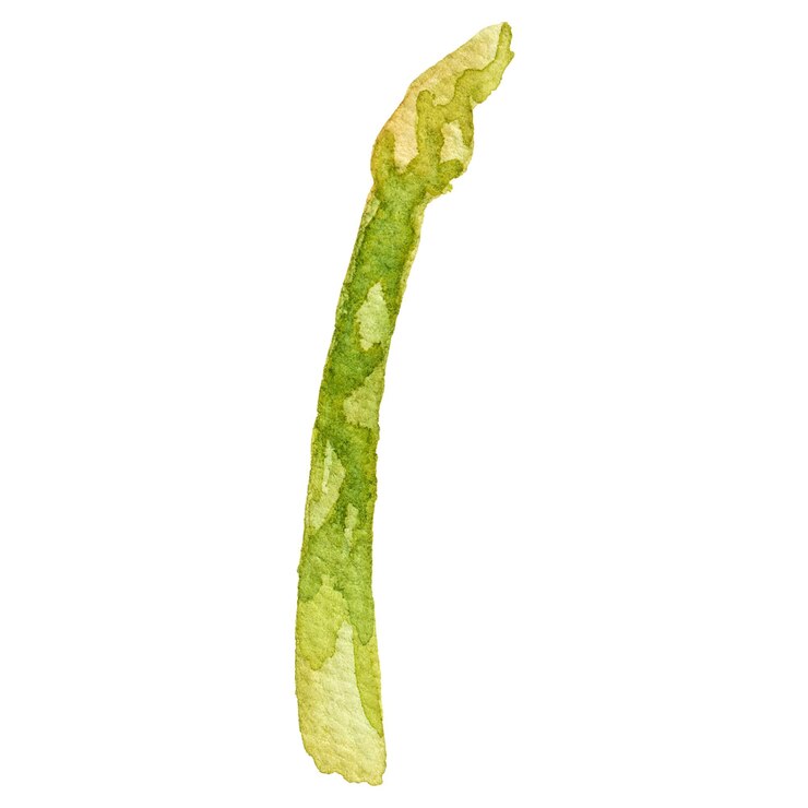 PSD asparagus peint à l'aquarelle elément de conception d'aliments frais dessiné à la main isolé sur un fond transparent