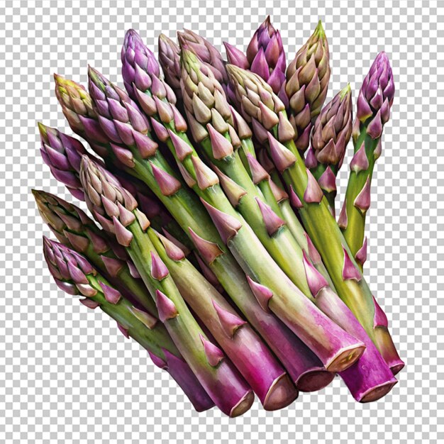 PSD asparagus purpurfarben