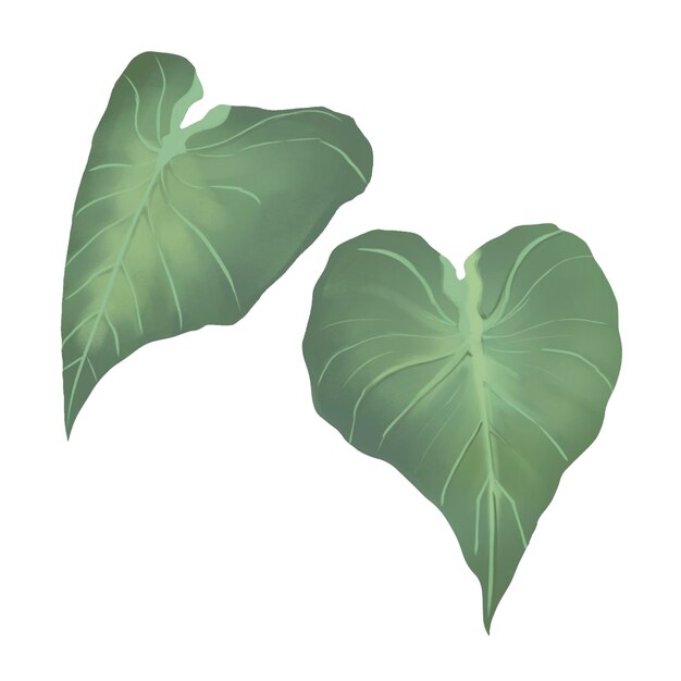 PSD aspidistra et monstera