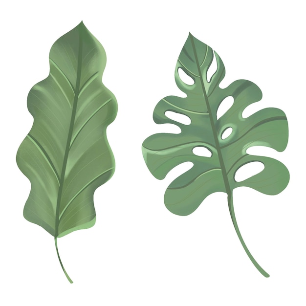 Aspidistra und Monstera