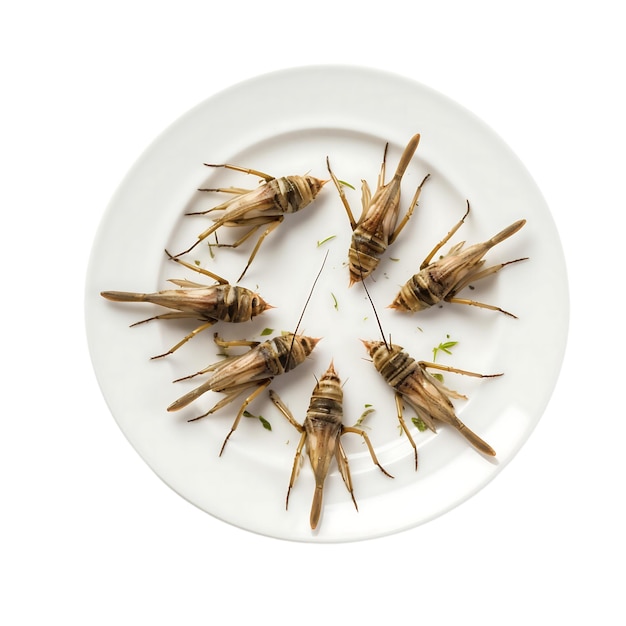 PSD assiette d'insectes