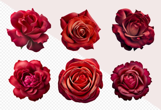 Assortiment De Roses Rouges Sur Fond Png Transparent Flatlay Vue De Dessus De Fleurs Roses