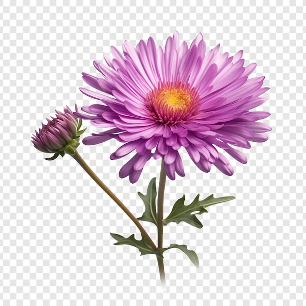 Aster Png Isolé Sur Fond Transparent