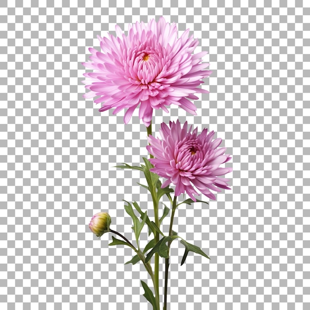 Aster su sfondo trasparente