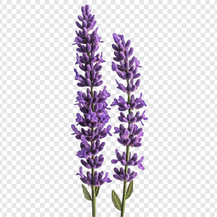 PSD atemberaubende lavendelblumen ein bouquet purpurfarbener eleganz