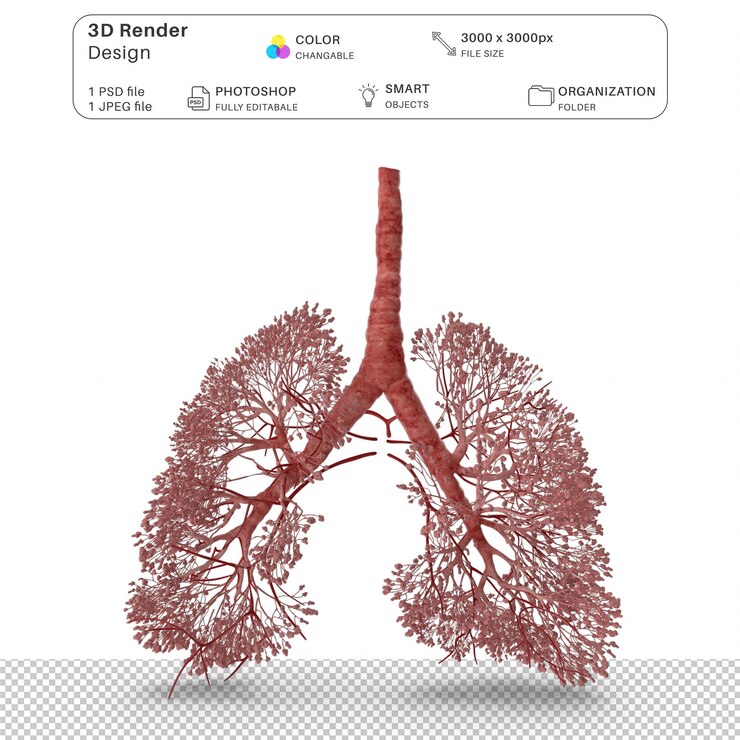 PSD atemwegssystem alveoli 3d-modellierung psd-datei realistische menschliche anatomie