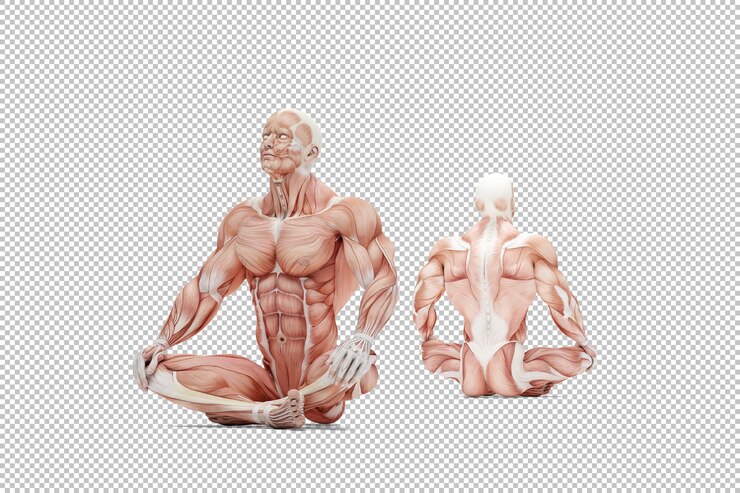 PSD atleta en pose de meditación ilustración anatómica