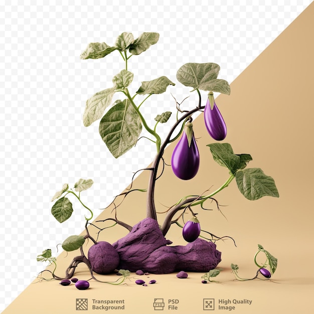 PSD aubergine au feuillage en croissance