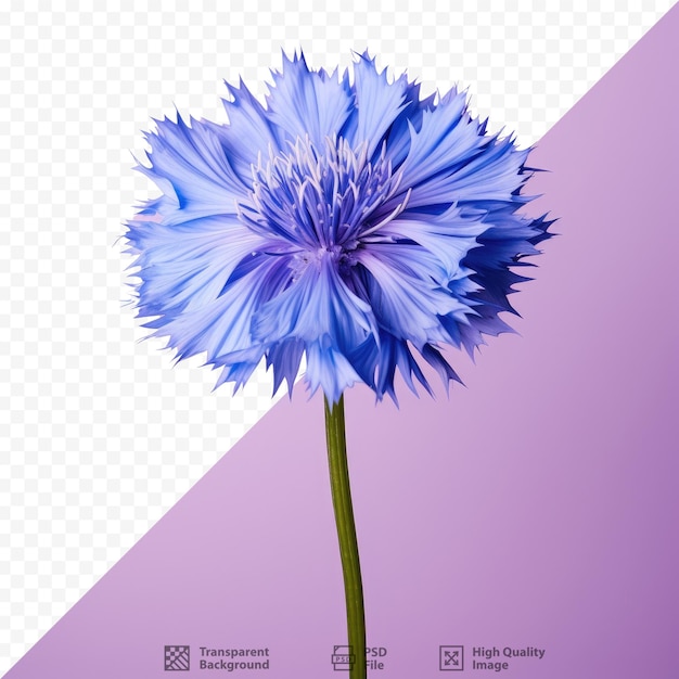 PSD auf dem bild ist eine blaue blume mit der aufschrift „das wort“ zu sehen.