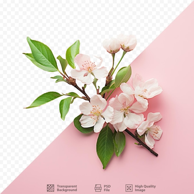 PSD auf dem foto sind frische grüne blätter zu sehen, die rosa blüten tragen