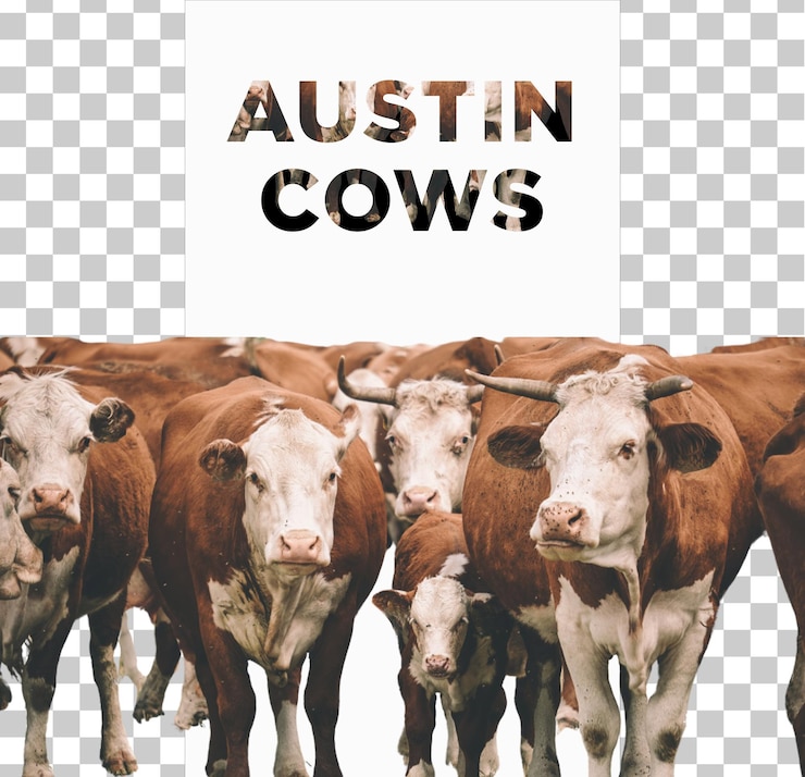 PSD austin cows png in un psd