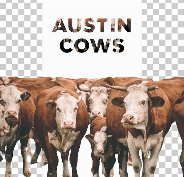 AUSTIN COWS PNG en un PSD (en inglés)