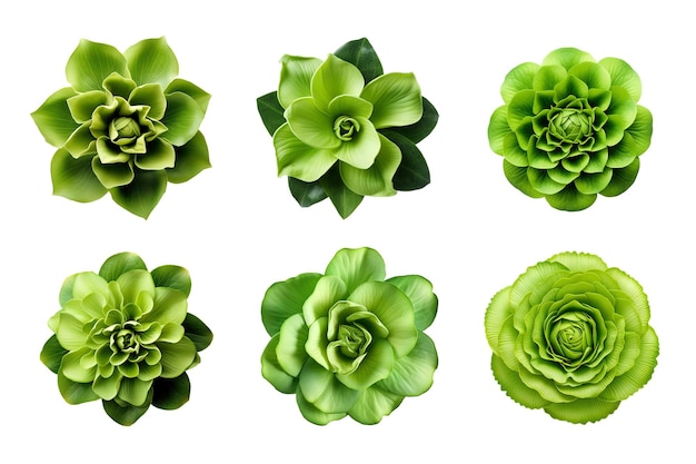 Auswahl verschiedener grüner Blumen isoliert auf transparentem Hintergrund