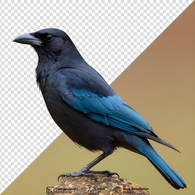 PSD aves de la familia de los corvides, conocidas científicamente como garrulus glandarius, aisladas