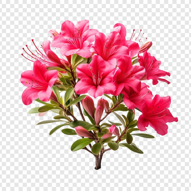 Azalea png aislada sobre un fondo transparente