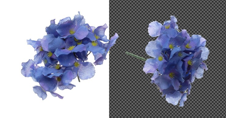 PSD azul púrpura hepatica nobilis la flor es la vida laboral los nobles de hepatica azul se usan para decorar la casa de mesa para refrescarse