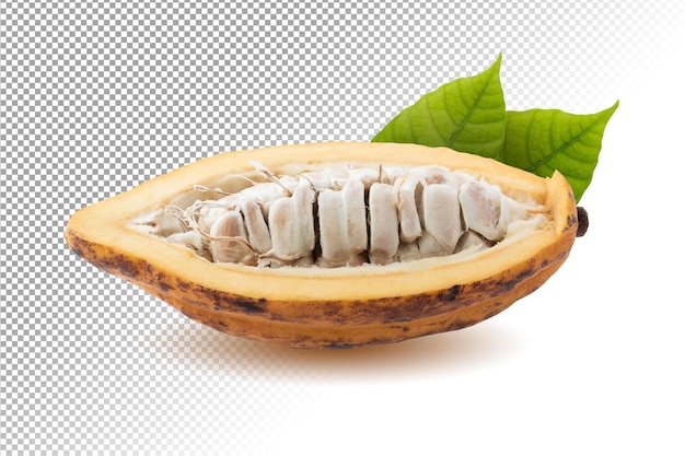 Baccello del cacao Frutta fresca del cacao isolata