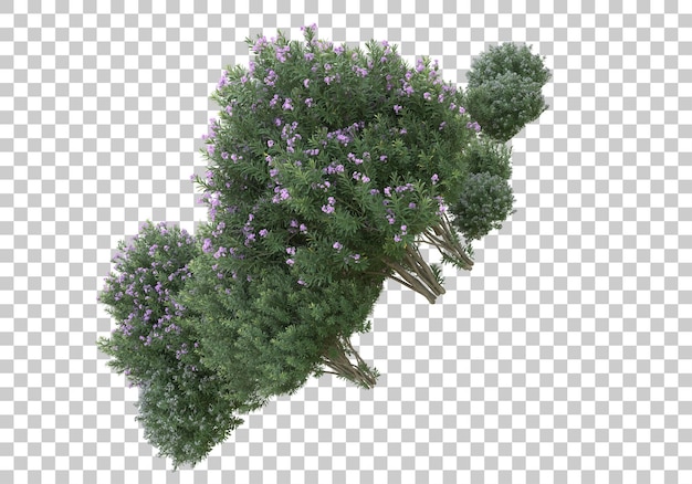 Bäume mit Blumen auf transparentem Hintergrund 3D-Darstellung