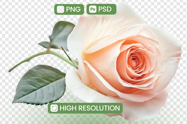 Baixe HighResolution Peach Rose PNG e PSD Imagens Perfeitas para projetos de design e obras de arte digital com detalhes impressionantes e cores vibrantes Ideal para entusiastas de design gráfico