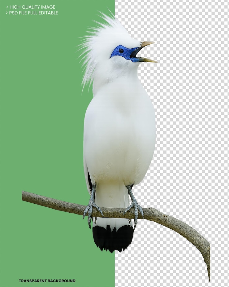PSD bali myna bird perched on branch with transparent background
