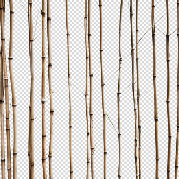 PSD bambú aislado sobre un fondo transparente