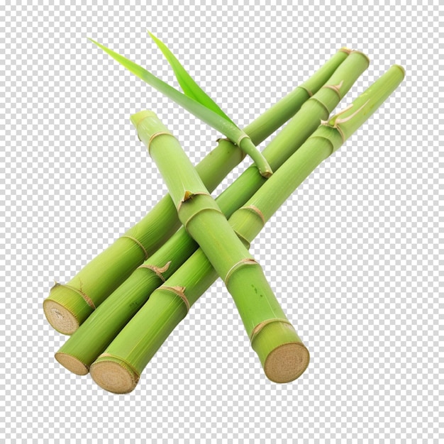 PSD bambú aislado sobre un fondo transparente