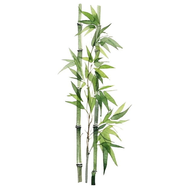 Bambu pintado a aquarela elementos de design de plantas desenhados à mão isolados em fundo branco
