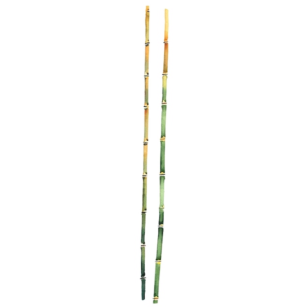 PSD bambu pintado a aquarela elementos de design de plantas desenhados à mão isolados em fundo branco