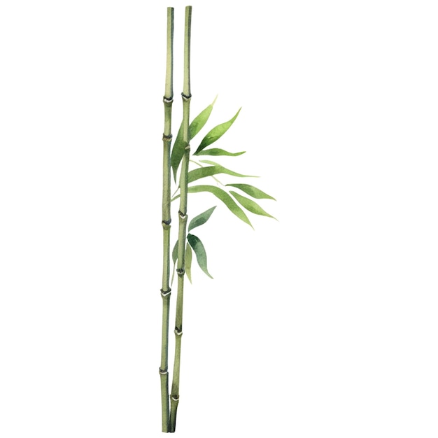 Bambu pintado a aquarela elementos de design de plantas desenhados à mão isolados em fundo branco