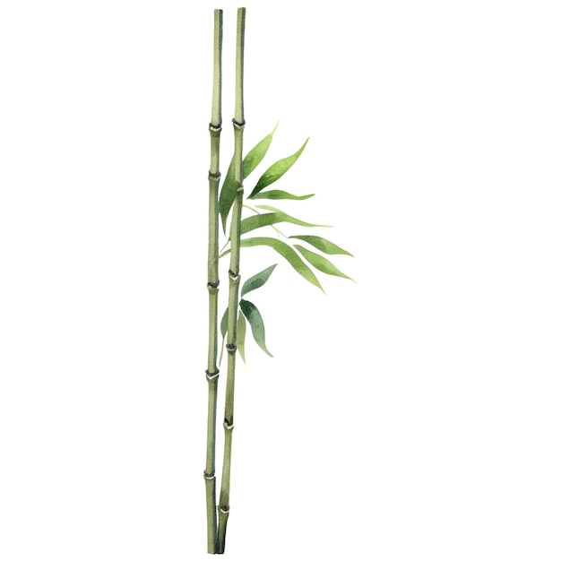 PSD bambú pintado en acuarela elementos de diseño de plantas dibujados a mano aislados en fondo blanco