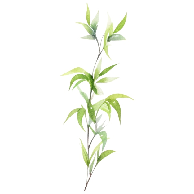 Bambú pintado en acuarela Elementos de diseño de plantas dibujados a mano aislados en fondo blanco