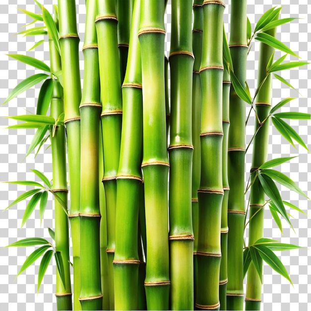 PSD bambus isoliert auf durchsichtigem hintergrund
