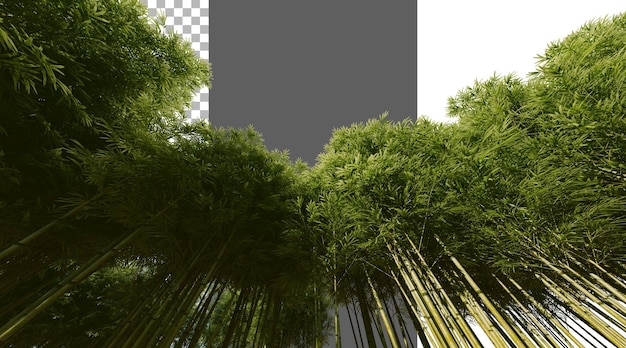 Bambuswald auf durchsichtigem Hintergrund PNG 3D-Rendering