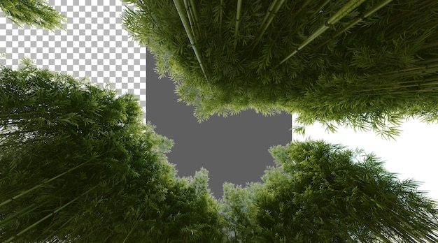 Bambuswald auf durchsichtigem Hintergrund PNG 3D-Rendering