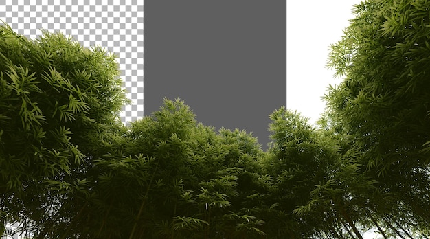 Bambuswald auf durchsichtigem Hintergrund PNG 3D-Rendering