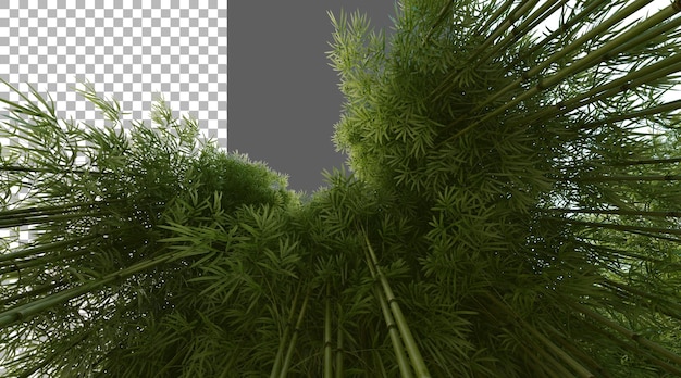 Bambuswald auf durchsichtigem Hintergrund PNG 3D-Rendering