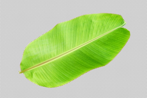 Banana leaf