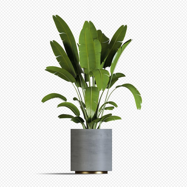 Bananenpflanze in 3D-Rendering isoliert