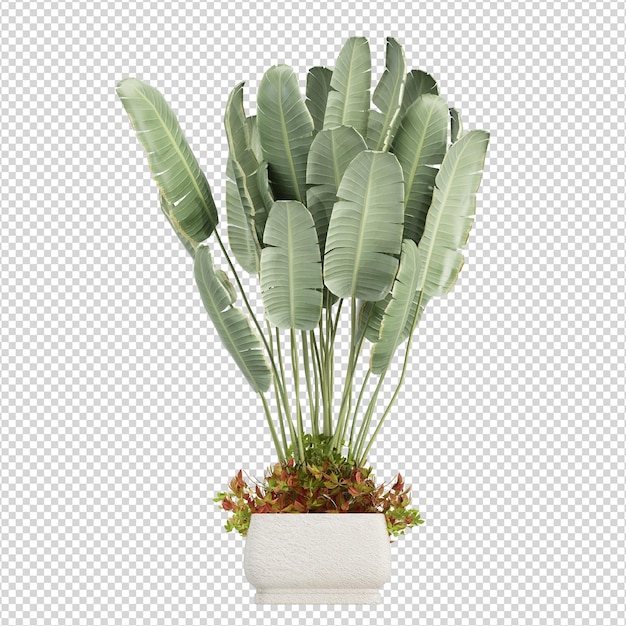 Bananenpflanze in 3D-Rendering isoliert