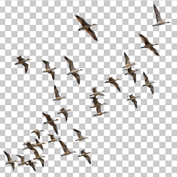 PSD bandada de aves aisladas sobre un fondo transparente