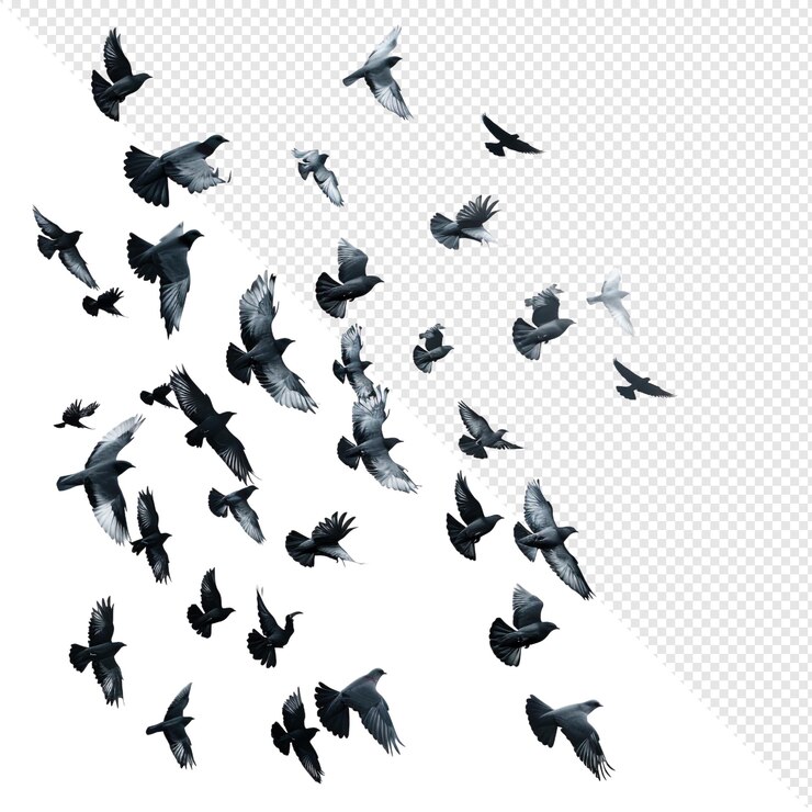 PSD una bandada de palomas en vuelo