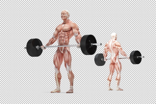 PSD barbell exercices illustration anatomique