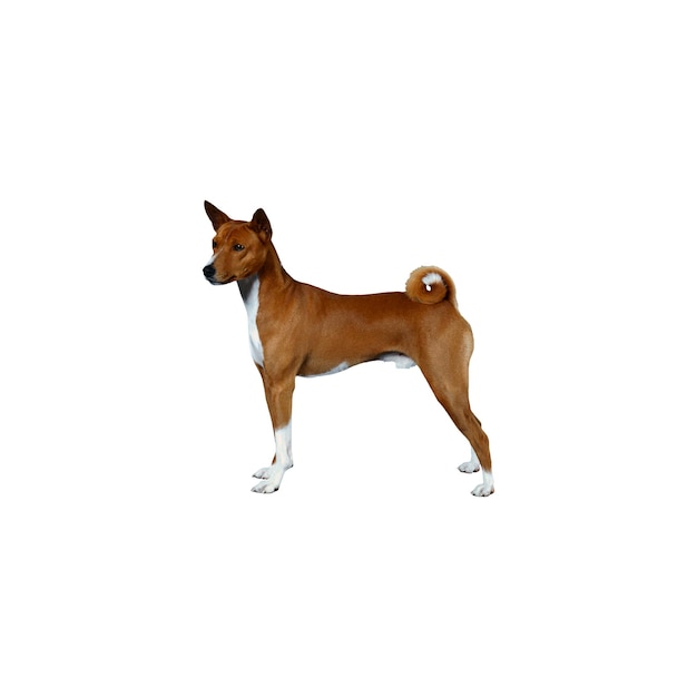 Basenji-Hund im Stehen PNG